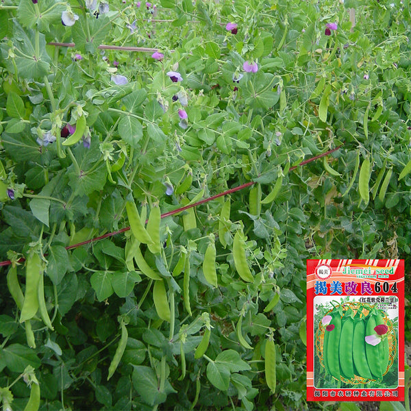 'Improved 604' Snow Pea Seeds, 30g