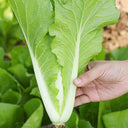 Creamy Baby Bok Choy Seeds, 5 × 5g Bags