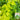 Italian Slow-Bolt Lettuce Seeds, 10g