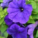 Petunia, 500 Seeds