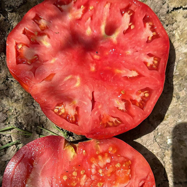 Red Brandywine Beefsteak Tomato, 10 Seeds