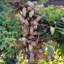 Black Peanut Seeds, 20 Seeds
