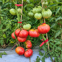137 AH Scorpii Tomato, 5 Seeds