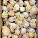 Groundcherry Seeds, 200 Seeds