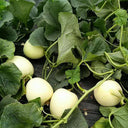 White Honey Jar Melon Hybrid Seeds, 30 Seeds