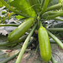 'Zaoqing No.1' Zucchini Seeds, 5g