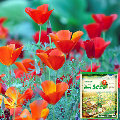 Lilium/Petunia/Poppy/Portulaca