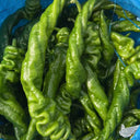 Julong 828 Long Pepper Seeds, 1000 Seeds