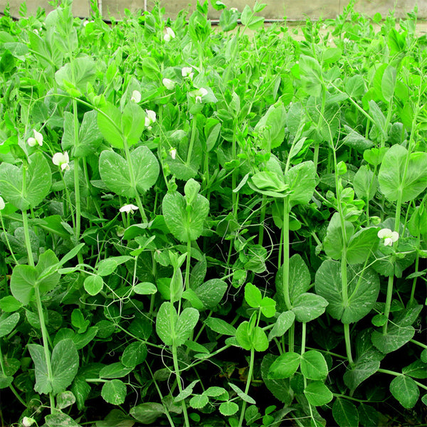 Pea Seeds for Microgreens, 15g Per Bag
