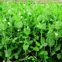 Pea Seeds for Microgreens, 15g Per Bag