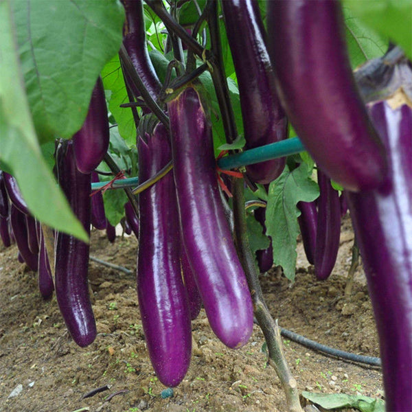 Zilong No.1 Eggplant, 200 Seeds