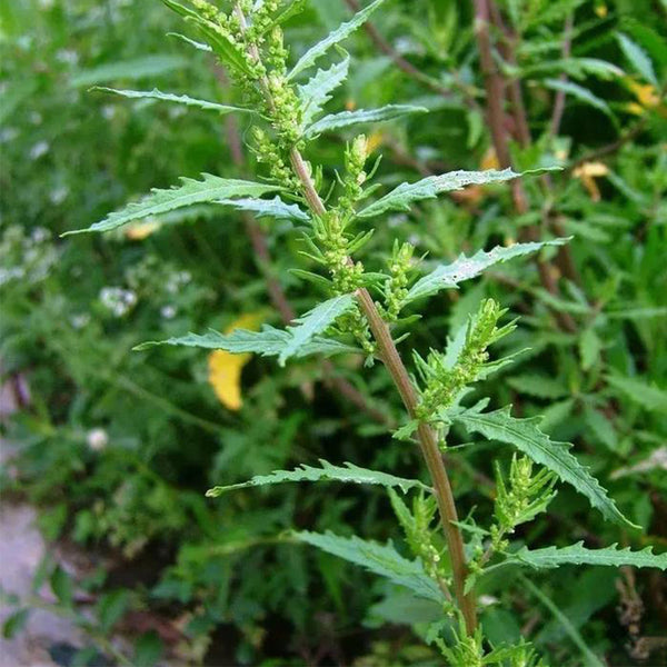 Chenopodium ambrosioides Seeds, 100 Seeds