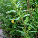 Chenopodium ambrosioides Seeds, 100 Seeds