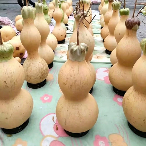 Slender-waisted lotus-head gourd, 5 Seeds