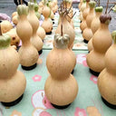 Slender-waisted lotus-head gourd, 5 Seeds