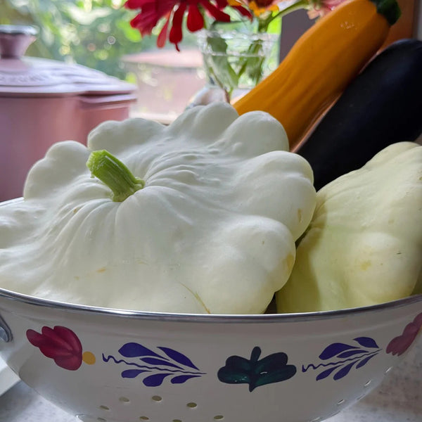 'White Flying Saucer' Gourd, 20 Seeds