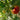 Cocktail Fruit Tomato, 20 Seeds