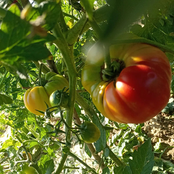 Cocktail Fruit Tomato, 20 Seeds