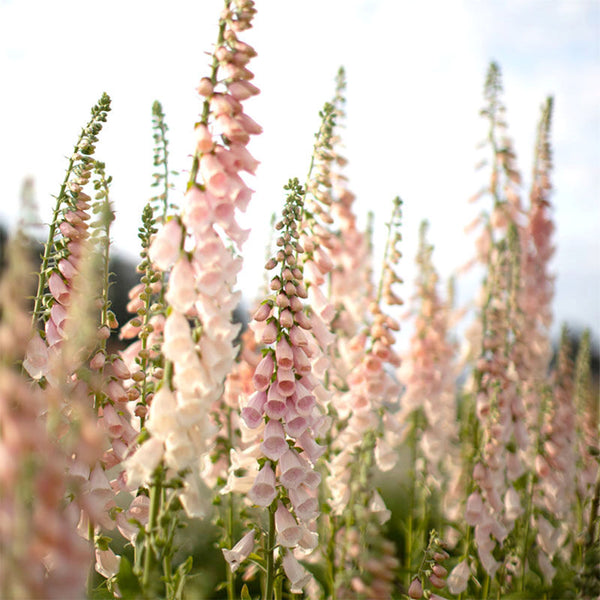 Pink Foxglove, 1000 Seeds