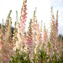 Pink Foxglove, 1000 Seeds