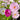 Hezhichun Cosmos bipinnatus 'Cupcakes' Seeds, 1g
