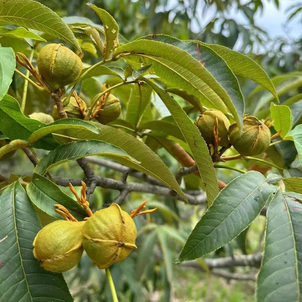Mountain Walnut, 10 Seeds