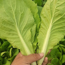 Sweet Crispy 'Chiye' Pak Choi Seeds, 20g