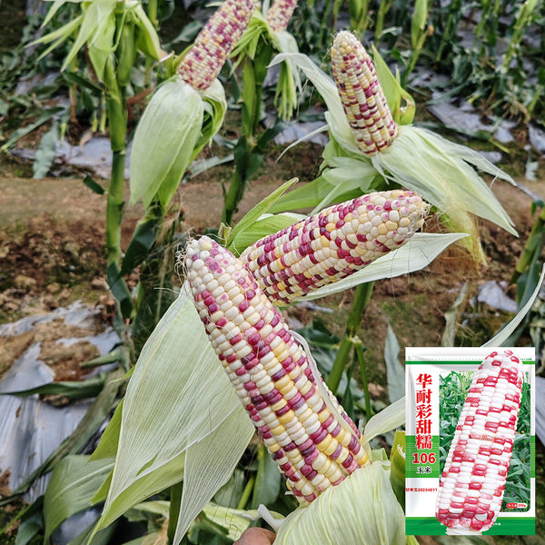 'Huanai 106' Color Sweet Waxy Corn Seeds, 200g