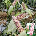 'Huanai 106' Color Sweet Waxy Corn Seeds, 200g