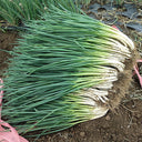 Four-Season Scallion Seeds, 10g