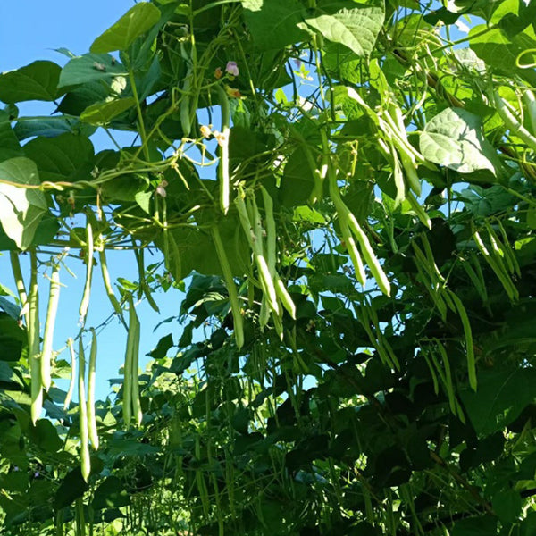 Huajun No.5 Snap Bean Seeds, 10g