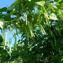 Huajun No.5 Snap Bean Seeds, 10g