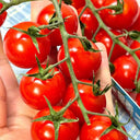 Minusinsk Red Cherry Tomato Seeds, 5 Seeds
