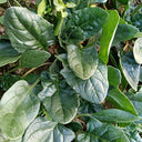 'Heat-Tolerant King' Spinach Seeds, 20g