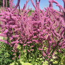 Limonium suworowii 'Pink Pokers', 1000 Seeds