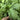 'Jiemei' Large-Leaf Garland Chrysanthemum Seeds, 10g