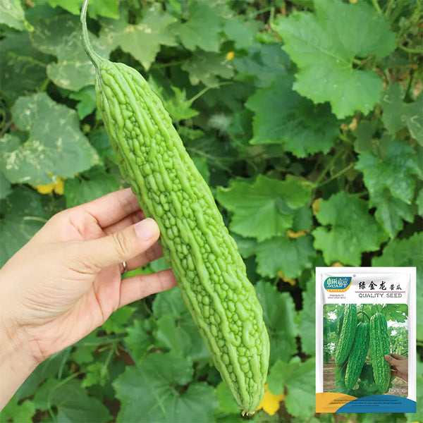 'Lvjinlong' Bitter Melon Seeds, 10g
