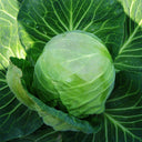 Xingyou Zhonggan 11 Cabbage, 1000 Seeds