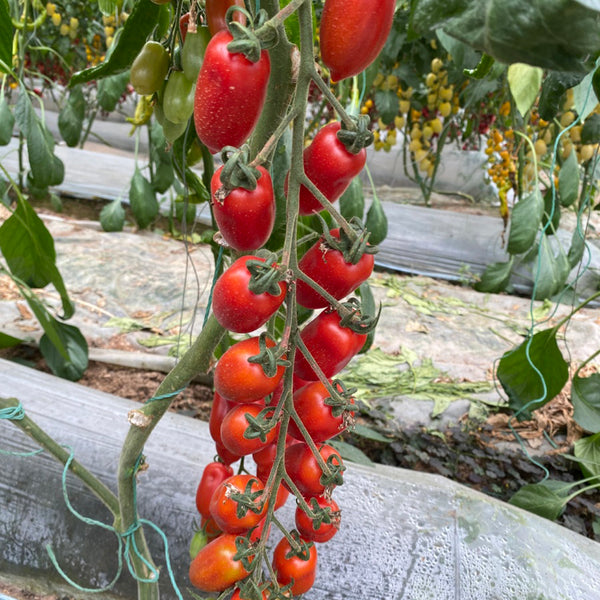 'Royal Pearl Peanut' Tomato Seeds, 20 Seeds