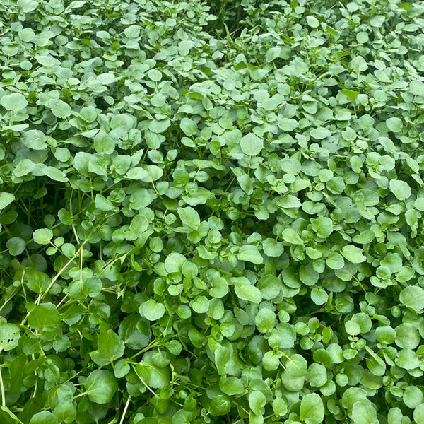 Watercress, 1000 Seeds