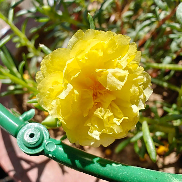 Hezhichun Yellow Moss-Rose Purslane Seeds, 1g