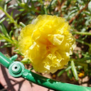 Hezhichun Yellow Moss-Rose Purslane Seeds, 1g