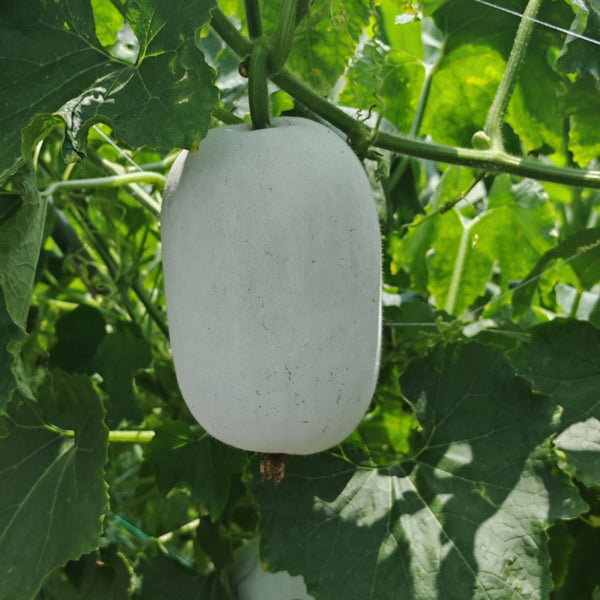 Baoqi Taro-Scented Winter Melon, 50 Seeds
