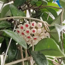 Hoya trinervia 'Splash', 5 Cuttings