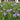 Blue Butterfly Iris, 100 Seeds