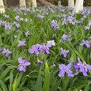 Blue Butterfly Iris, 100 Seeds