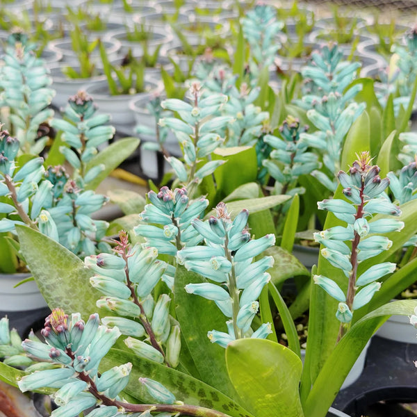 U2220 Turquoise Lachenalia Bulbs, 0.43-0.51 in (1.1-1.3 cm), 2 Bulbs