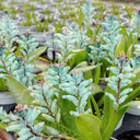 U2220 Turquoise Lachenalia Bulbs, 0.43-0.51 in (1.1-1.3 cm), 2 Bulbs