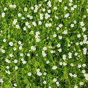Irish Moss, 20 Seeds