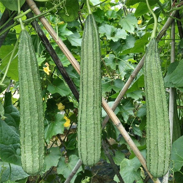 Meiling No.2 Luffa Seeds, 10g